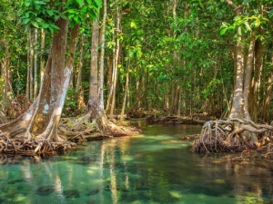 Tagesausflug mit dem Schnellboot zum Can Gio Biosphärenreservat